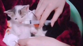 齐素